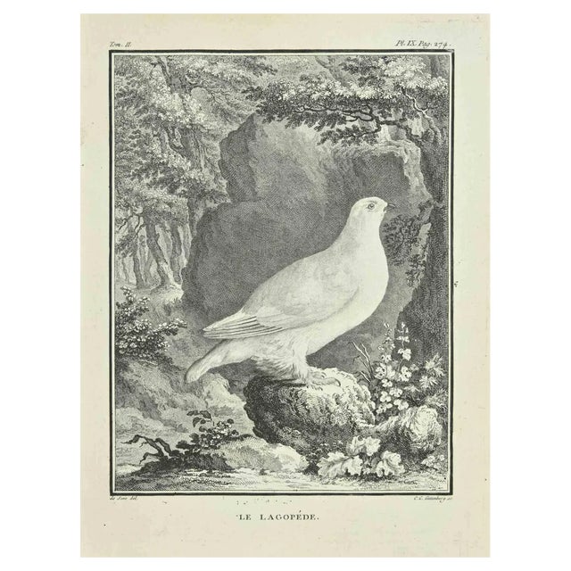 Carl Guttenberg, Le Lagopede, Etching, 1771 For Sale