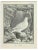 Carl Guttenberg, Le Lagopede, Etching, 1771 For Sale