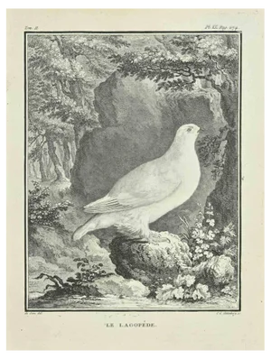 Carl Guttenberg, Le Lagopede, Etching, 1771