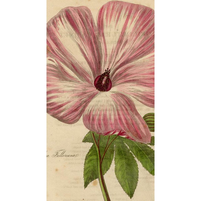 Hand-colored antique engraving from The Floricultural Cabinet and Florist's Magazine, circa 1834. Print is in very good...