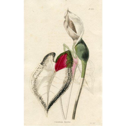 Paper 1820s, the Botanical Cabinet, Set of 6 Antique Botanical Prints, Engravings, Hand Colored, England For Sale - Image 7 of 8