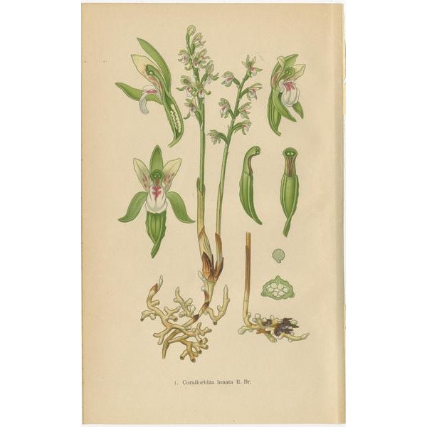 Paper The Orchid Spectrum, 1904, Paper, Set of 6 For Sale - Image 7 of 8