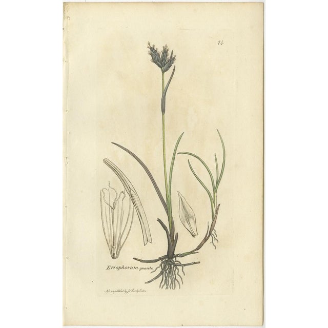 After James Sowerby, Botanical Illustrations of Cottongrass and Coastal Grasses, 1830s, Engravings, Set of 8 For Sale - Image 3 of 10