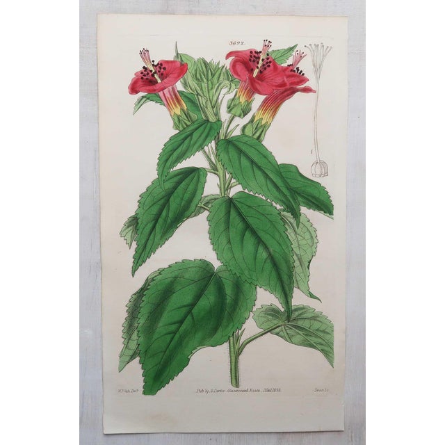 After William Fitch, Botanical Illustrations, 1838, Engravings, Set of 12 For Sale - Image 9 of 14