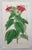 After William Fitch, Botanical Illustrations, 1838, Engravings, Set of 12 For Sale - Image 9 of 14