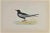 White-Winged Black Tern is a modern artwork realized in 1870 by the British artist Alexander Francis Lydon (1836-1917) ....