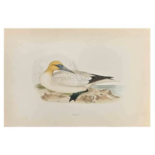 Alexander Francis Lydon, Gannet, Woodcut Print, 1870 For Sale