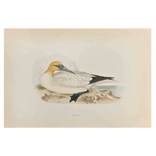 Alexander Francis Lydon, Gannet, Woodcut Print, 1870 For Sale