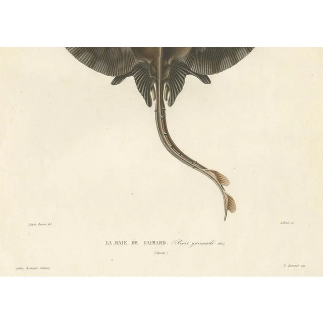 Gaimards Skate Raia Gaimardi, 1845, Hand-Colored Lithograph For Sale - Image 4 of 10