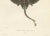 Gaimards Skate Raia Gaimardi, 1845, Hand-Colored Lithograph For Sale - Image 4 of 10