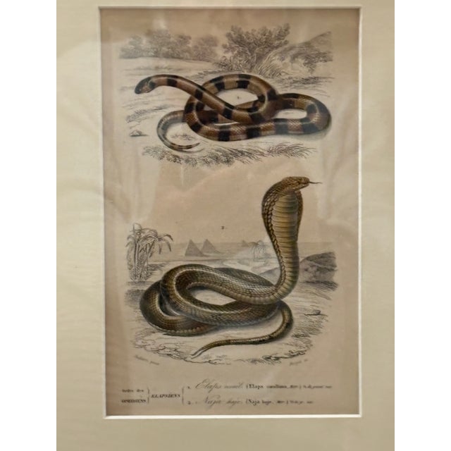 Framed 19th C Hand Colored Engravings of Insects, Reptiles and Shells For Sale - Image 4 of 9