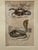 Framed 19th C Hand Colored Engravings of Insects, Reptiles and Shells For Sale - Image 4 of 9