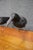 Folk Art Crow Decoys – Set of Three For Sale - Image 9 of 18
