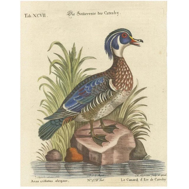 Paper Johann Michael Seligmann, Catesby's Summer Duck, 18th Century, Engraving on Paper For Sale - Image 7 of 7