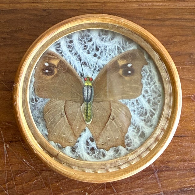 Vintage Bamboo-Framed Coasters With Pressed Butterflies For Sale - Image 9 of 9