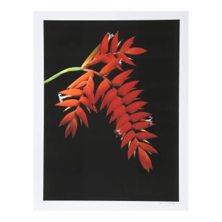 Red and White, Jonathan Singer For Sale