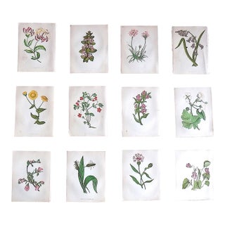 Antique 19th Century Anne Pratt Botanical Chromolithographs - Set of 12 For Sale