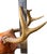 Bone 2001 Karl E. Hallberg “Night Hawk” Deer Antler & Hand-Tooled Leather Trophy Wall Mount For Sale - Image 7 of 7