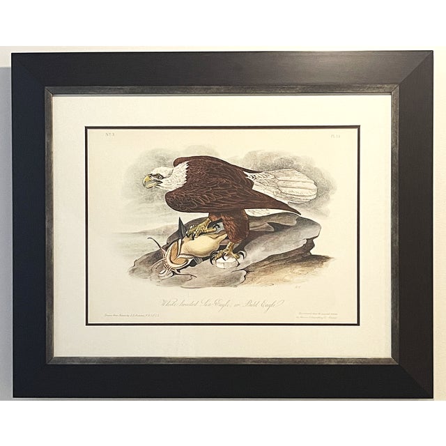 John James Audubon Late 20th Century Framed Audubon Bird Prints - A Pair For Sale - Image 4 of 15