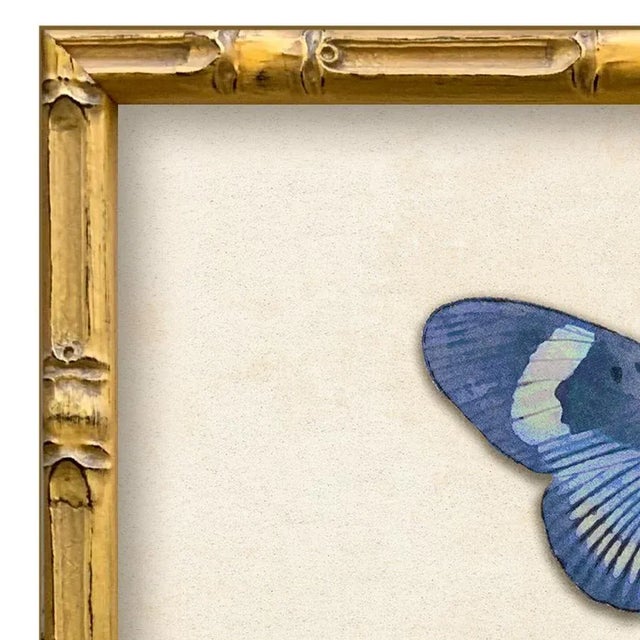 Various Artists Reproduction Vintage Blue Butterfly Art Print (2), Framed For Sale - Image 4 of 5