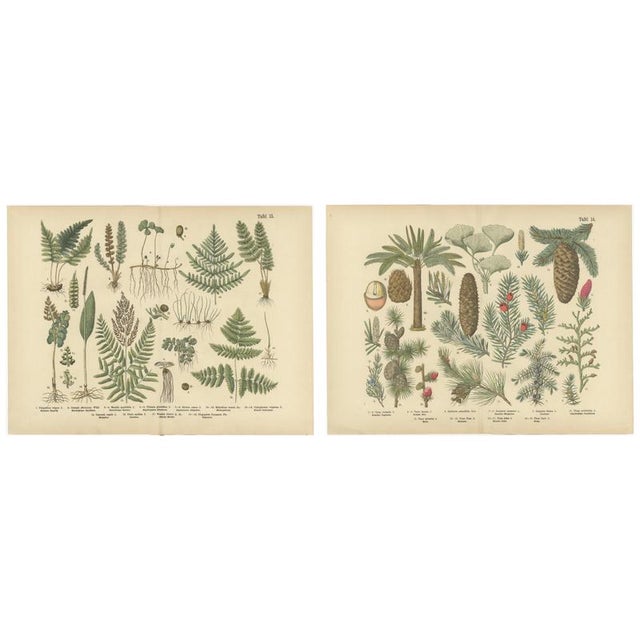 Ferns & Conifers, 1885, Paper, Set of 2 For Sale - Image 9 of 9