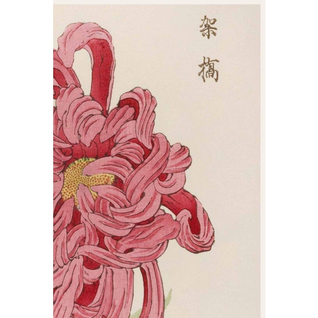 Japanese Pink Mum by Hasegawa, Vintage Japanese Botanical Art Print, 24" X 36" For Sale - Image 3 of 9