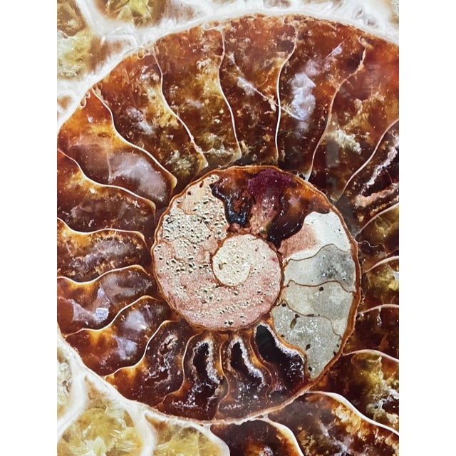 2010s Trowbridge Gallery Ben Wood Agate Nautilus Set of 3 For Sale - Image 5 of 10