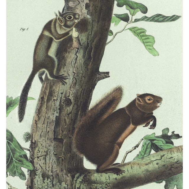 Original first edition Audubon stone lithograph from "The Viviparous Quadrupeds of North America", octavo edition, printed...