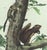 Original first edition Audubon stone lithograph from "The Viviparous Quadrupeds of North America", octavo edition, printed...
