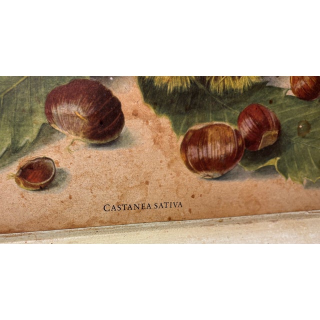 Rustic European Vintage Botanical Tole Tray With Chestnut Motif - “Castanea Sativa” For Sale - Image 3 of 5