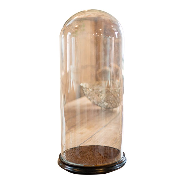 1870's Large Antique Specimen Display Dome For Sale