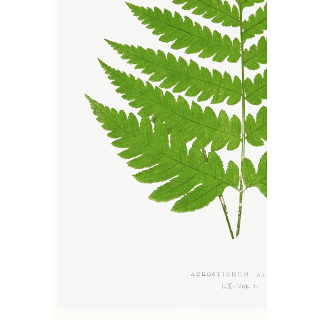 Vintage Fern Botanical Art Print Reproduction, 16" X 24" For Sale - Image 9 of 10