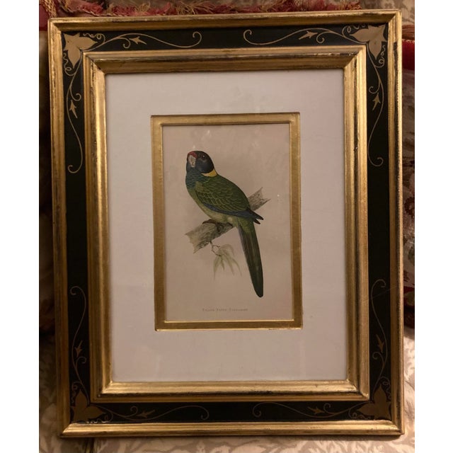 Mid 19th Century A Pair of 19th Century English Birds Set in Handmade French Frames For Sale - Image 5 of 11