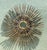 Vintage MCM Wrought Iron Sunburst For Sale - Image 10 of 12