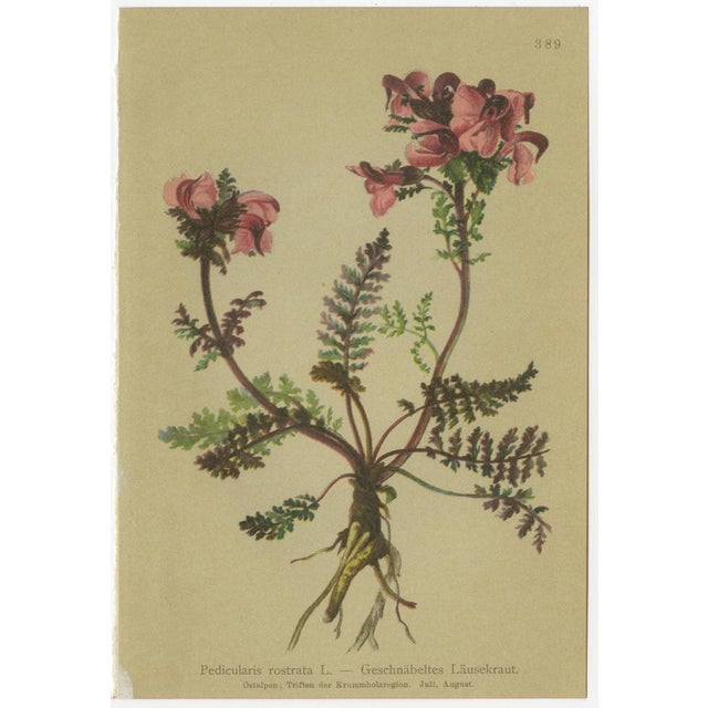 After Anton Hartinger, Pedicularis Wildflower from the Alps, 1897, Chromolithograph, Set of 8 For Sale - Image 6 of 12
