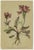 After Anton Hartinger, Pedicularis Wildflower from the Alps, 1897, Chromolithograph, Set of 8 For Sale - Image 6 of 12