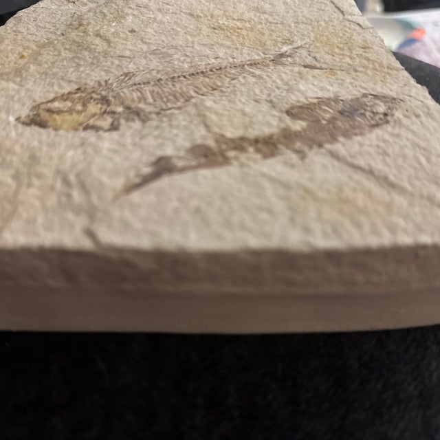 Fossil Plate With Two Extinct Fish a Diplomystus and Knightia. This fossil plate features two beautifully preserved...