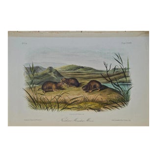 "Northern Meadow Mouse" an Audubon Hand Colored by j.t. Bowen Lithograph, 1849-1854 For Sale