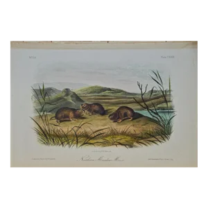 "Northern Meadow Mouse" an Audubon Hand Colored by j.t. Bowen Lithograph, 1849-1854
