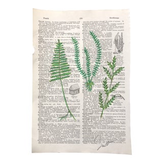 “Ferns” Contemporary Colored Pencil Drawing on Dictionary Page by Nancy Smith For Sale