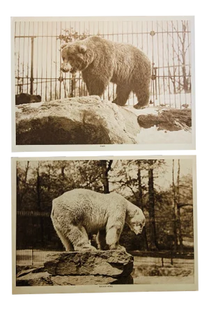 1913 Polar and Brown Bears Photogravure Prints - a Pair