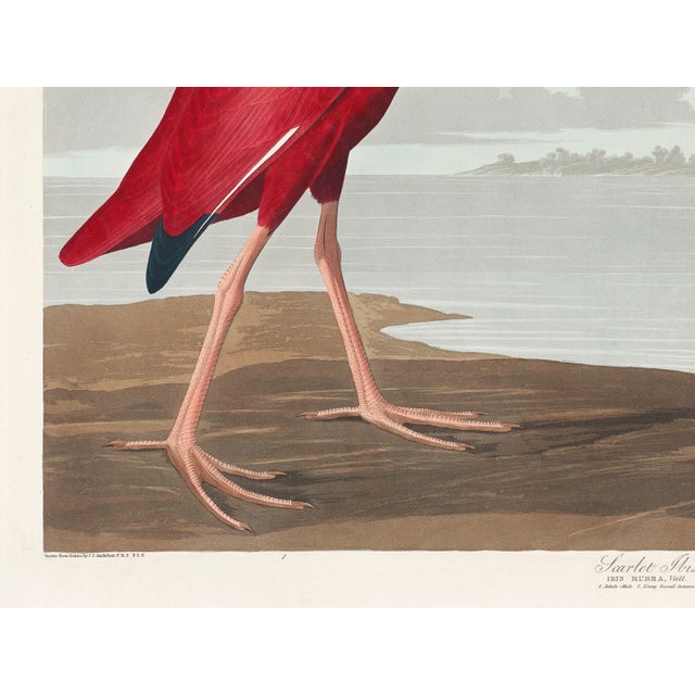 Paper Scarlet Ibis by John James Audubon, Vintage Art Print Reproduction, 16" × 12" For Sale - Image 7 of 10
