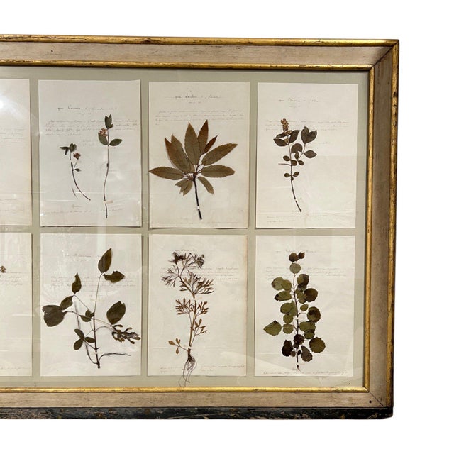 18th Century Swedish Framed Botanical Collection For Sale - Image 4 of 7