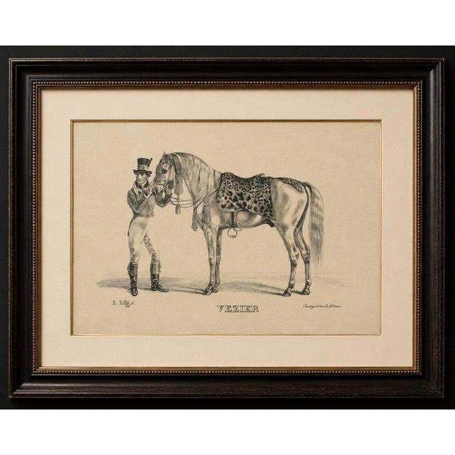 Title: Antique Arabian Horse Lithograph “Vezier” with Groom, Stuttgart 1846 : An elegant and highly decorative antique...