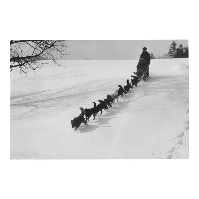 1934 Dog Sled Team Photograph For Sale