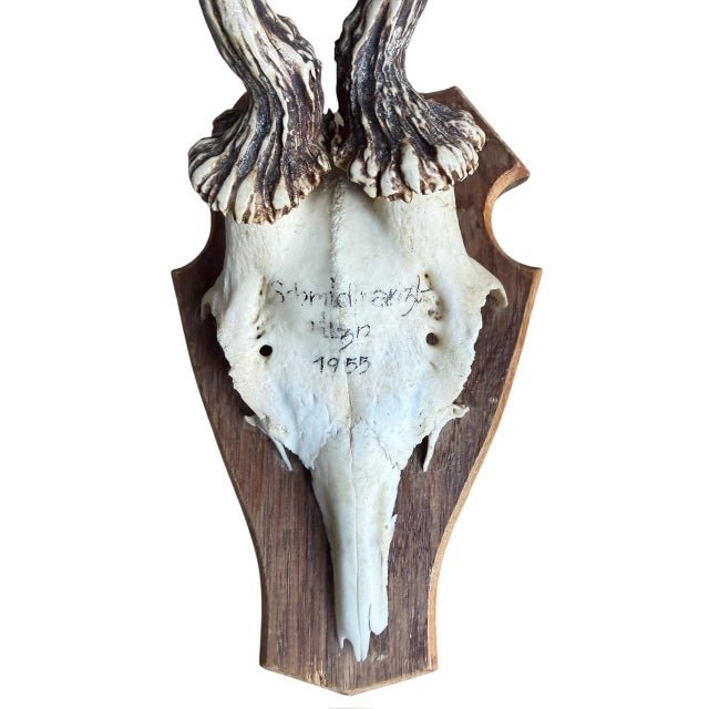 Reo Deer Trophy Trophies Set of 4 136 Black Forest Antlers For Sale In Aspen - Image 6 of 7