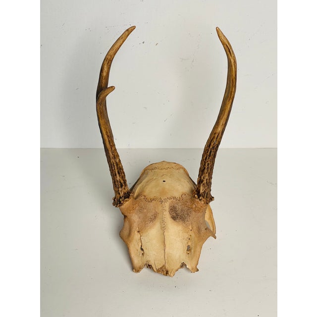 Antique pair of toe deer antlers with skull bone taxidermy.