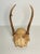 Antique pair of toe deer antlers with skull bone taxidermy.