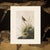 1966 Vintage Cottage Print "Sharp-Tailed Finch" After John James Audubon For Sale In Dallas - Image 6 of 7
