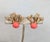 1960s textured goldtone "coral" with cabochon faux-coral rhinestone clip back earrings. Marked "Napier." Measure: 1 inch...